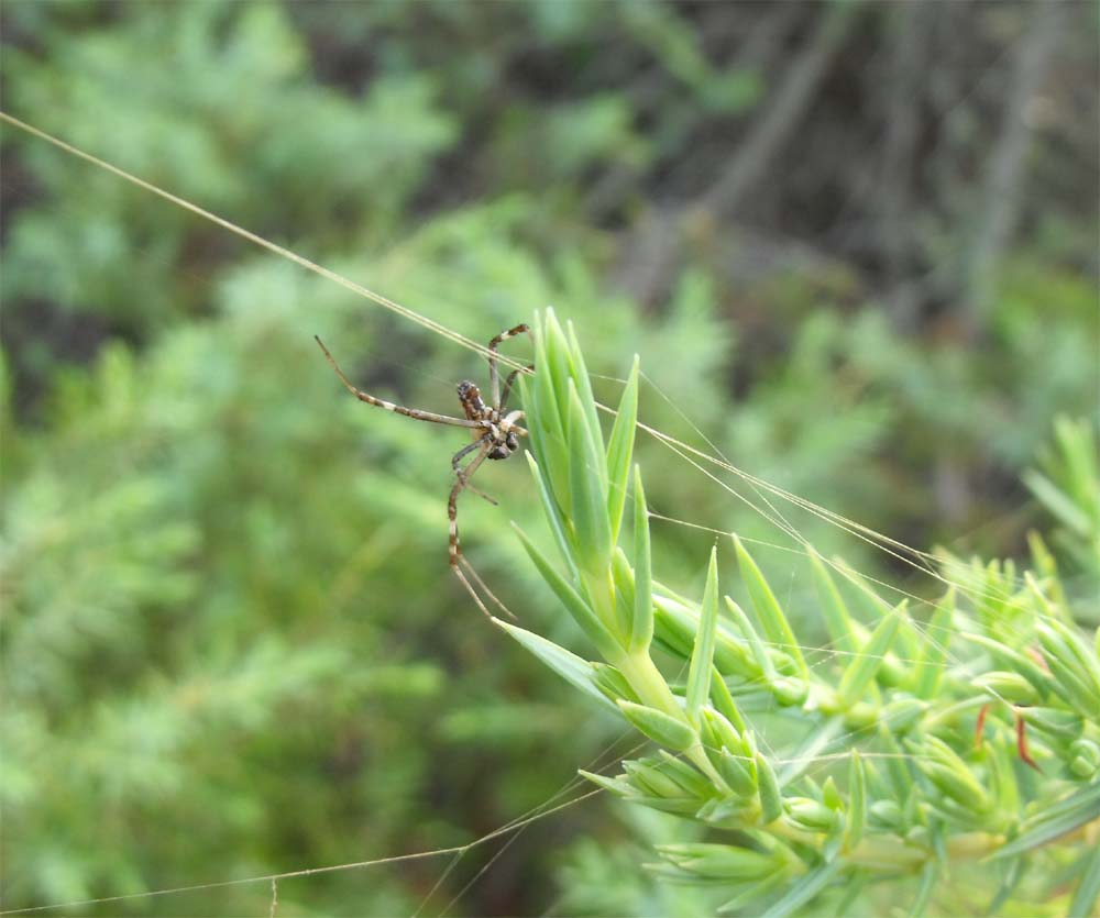 Argiope lobata